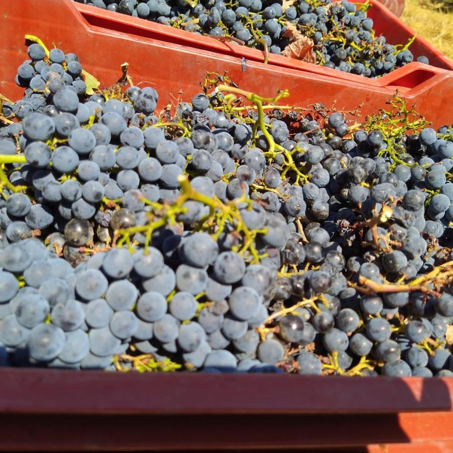 La Giribaldina Winery & Farmhouse 卡拉曼德拉纳 外观 照片